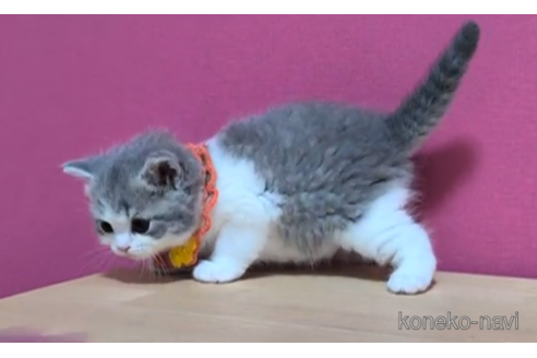 成約済の東京都のスコティッシュフォールド-108538の4枚目